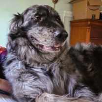 Thumbnail photo of Annie"I'veBeenADOPTED" #1