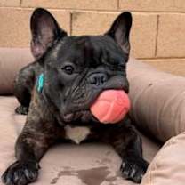 adopt-pet