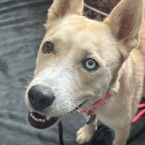 Thumbnail photo of Azul #3