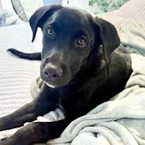adopt-pet