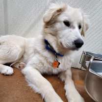 Thumbnail photo of Callan ATX #3