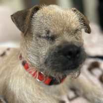 Thumbnail photo of Popeye Pete #3