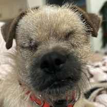 Thumbnail photo of Popeye Pete #4