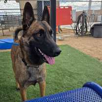 Thumbnail photo of Molly - located in CA #3