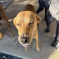 Thumbnail photo of Brandy Rose #1