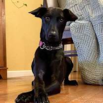 Thumbnail photo of Juniper  #1