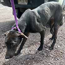 Thumbnail photo of Juniper  #2