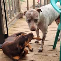 Thumbnail photo of Hardee #2