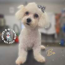 Thumbnail photo of Bo #1