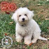 Thumbnail photo of Bo #2