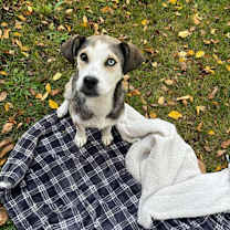 Thumbnail photo of (di) Cedar #4