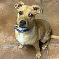 Thumbnail photo of Fudge #2