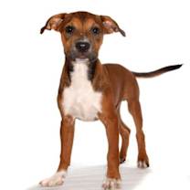 Thumbnail photo of Manny #2