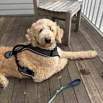 Thumbnail photo of Milo #2