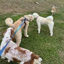 Thumbnail photo of Milo #3