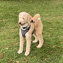 Thumbnail photo of Milo #4