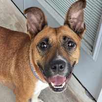 Thumbnail photo of Nala #2