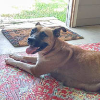 Thumbnail photo of Nala #3