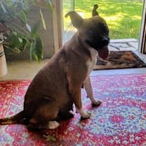 Thumbnail photo of Nala #4