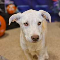 Thumbnail photo of Clifford #1