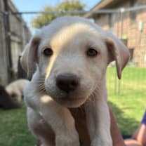 Thumbnail photo of Clifford #2