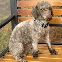 Thumbnail photo of Peggie TX #1