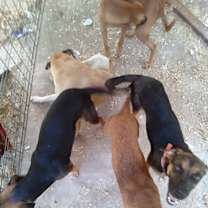 Thumbnail photo of Jiva II #3