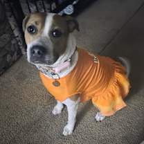 Thumbnail photo of Nova #1