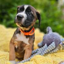 Thumbnail photo of Conway #2