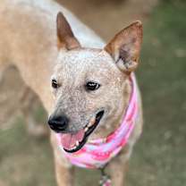 Thumbnail photo of Ciara #4