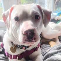 Thumbnail photo of Whisper #1