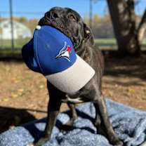 Thumbnail photo of Thor #2