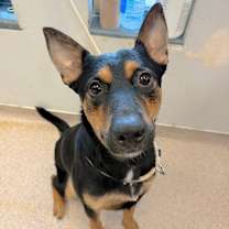 Thumbnail photo of Muffin #2