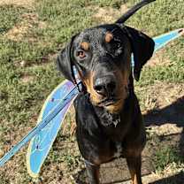 Thumbnail photo of Commander #2