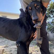 Thumbnail photo of Commander #4