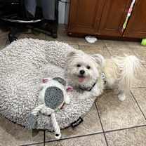 Thumbnail photo of Dottie #1