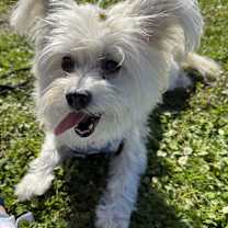 Thumbnail photo of Dottie #2