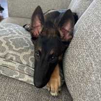 Thumbnail photo of Thor #4