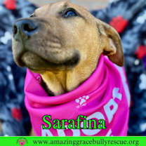 Thumbnail photo of Sarafina #4