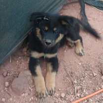 Thumbnail photo of Charlie #1