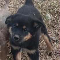 Thumbnail photo of Charlie #2