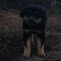 Thumbnail photo of Charlie #3