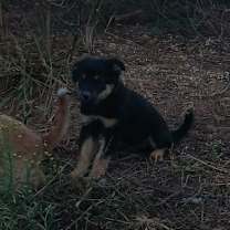 Thumbnail photo of Charlie #4