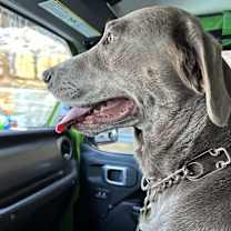 Thumbnail photo of BENJI #3