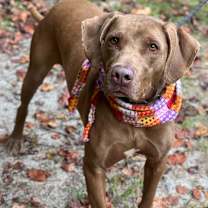 Thumbnail photo of Huckleberry (fka Keith 22-1965) #4