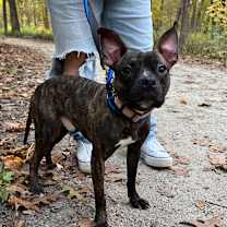 Thumbnail photo of Izzlar #1