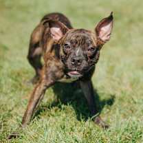 Thumbnail photo of Izzlar #3