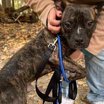 Thumbnail photo of Izzlar #4