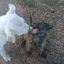 Thumbnail photo of Dee #2