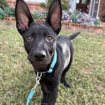 Thumbnail photo of Brian Littrell #4